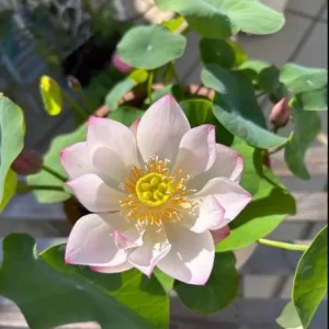 Edible Lotus Seeds Mix – 5 Seeds – Grow Your Own Aquatic Plants for Ponds & Gardens - Image 5