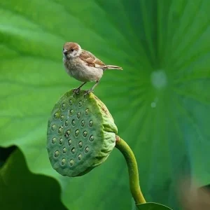 Edible Lotus Seeds Mix – 5 Seeds – Grow Your Own Aquatic Plants for Ponds & Gardens - Image 8