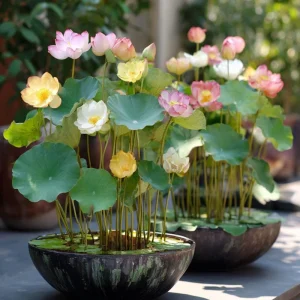 Edible Lotus Seeds Mix – 5 Seeds – Grow Your Own Aquatic Plants for Ponds & Gardens - Image 9