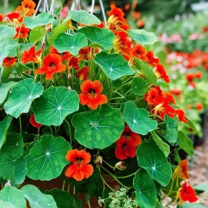 Empress of India Nasturtium Seeds – 25 Count – Deep Red Edible Flowers – Annual - Image 2