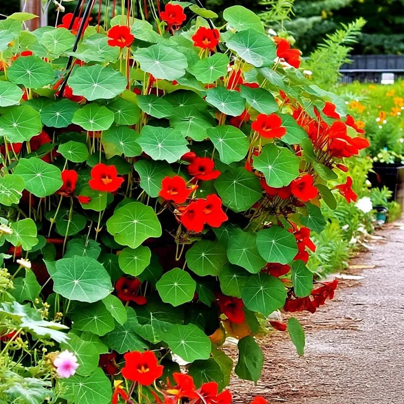 Empress of India Nasturtium Seeds – 25 Count – Deep Red Edible Flowers – Annual - Image 3