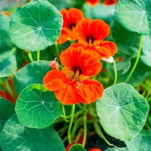 Empress of India Nasturtium Seeds – 25 Count – Deep Red Edible Flowers – Annual - Image 1