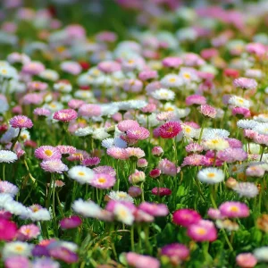 English Daisy Seeds - Bellis perennis - 300 Seeds - Perennial Blooms - Pollinator Friendly - Image 2