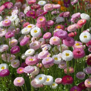 English Daisy Seeds - Bellis perennis - 300 Seeds - Perennial Blooms - Pollinator Friendly - Image 3