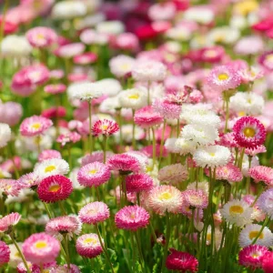 English Daisy Seeds - Bellis perennis - 300 Seeds - Perennial Blooms - Pollinator Friendly - Image 4