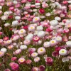 English Daisy Seeds - Bellis perennis - 300 Seeds - Perennial Blooms - Pollinator Friendly - Image 1