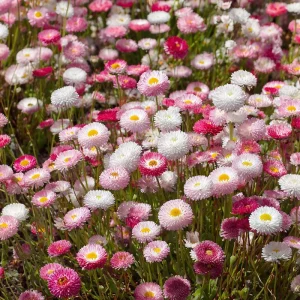 English Daisy Seeds - Bellis perennis - 300 Seeds - Perennial Blooms - Pollinator Friendly - Image 1