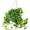 English Ivy Live Plant - 2 Plants, 4 Inch Pot - Hardy Green Ivy, Indoor/Outdoor Climbing - Image 1