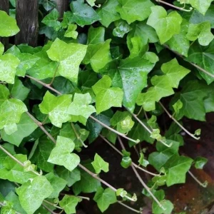 English Ivy Live Plant - 2 Plants, 4 Inch Pot - Hardy Green Ivy, Indoor/Outdoor Climbing - Image 2