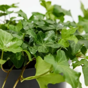 English Ivy Live Plant - 2 Plants, 4 Inch Pot - Hardy Green Ivy, Indoor/Outdoor Climbing - Image 3