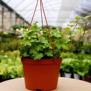 English Ivy Live Plant - 2 Plants, 4 Inch Pot - Hardy Green Ivy, Indoor/Outdoor Climbing - Image 4