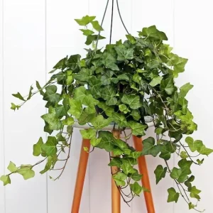 English Ivy Live Plant - 2 Plants, 4 Inch Pot - Hardy Green Ivy, Indoor/Outdoor Climbing - Image 5