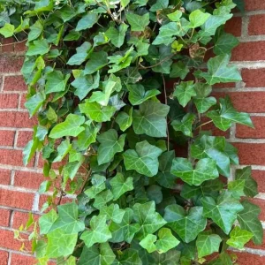 English Ivy Live Plant - 2 Plants, 4 Inch Pot - Hardy Green Ivy, Indoor/Outdoor Climbing - Image 6