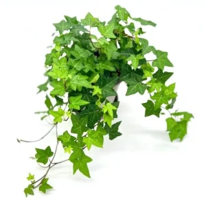 English Ivy Live Plant - 2 Plants, 4 Inch Pot - Hardy Green Ivy, Indoor/Outdoor Climbing - Image 7
