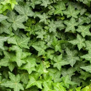 English Ivy Live Plant - 2 Plants, 4 Inch Pot - Hardy Green Ivy, Indoor/Outdoor Climbing - Image 8