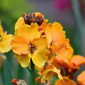 English Wallflower Seeds - 300 Heirloom Cheiranthus cheiri for Gardens - Image 2
