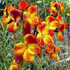 English Wallflower Seeds - 300 Heirloom Cheiranthus cheiri for Gardens - Image 3