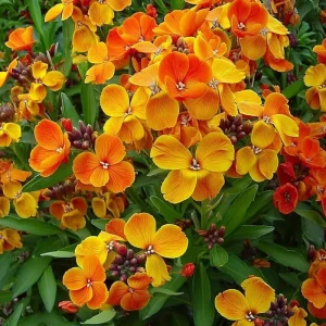 English Wallflower Seeds - 300 Heirloom Cheiranthus cheiri for Gardens - Image 1