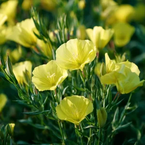 Evening Primrose Seeds - 150 Count - Fragrant Yellow Blooms - Oenothera Biennis - Image 2