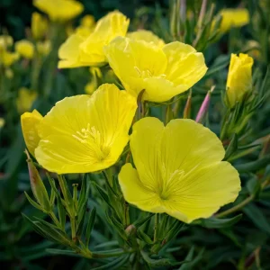 Evening Primrose Seeds - 150 Count - Fragrant Yellow Blooms - Oenothera Biennis - Image 3