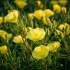 Evening Primrose Seeds - 150 Count - Fragrant Yellow Blooms - Oenothera Biennis - Image 1