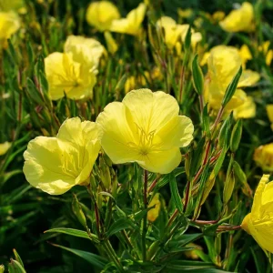 Evening Primrose Seeds - 150 Count - Fragrant Yellow Blooms - Oenothera Biennis - Image 4