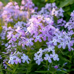 Evening Scented Stock Seeds – Fragrant White Blooms, Matthiola Longipetala, 2500 Seeds - Image 2