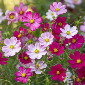 Fairy Kiss Blend Dwarf Cosmos Seeds – 25 Count – Rose, White, Pink & Magenta Flowers – Outdoor - Image 2