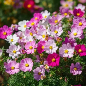 Fairy Kiss Blend Dwarf Cosmos Seeds – 25 Count – Rose, White, Pink & Magenta Flowers – Outdoor - Image 3