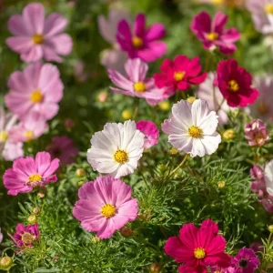 Fairy Kiss Blend Dwarf Cosmos Seeds – 25 Count – Rose, White, Pink & Magenta Flowers – Outdoor - Image 4