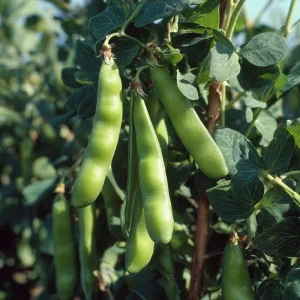 Fava Bean Seeds - 25 Hardy, High-Yield Legume Seeds for Gardens - Image 2