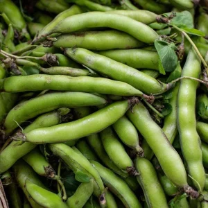 Fava Bean Seeds - 25 Hardy, High-Yield Legume Seeds for Gardens - Image 3