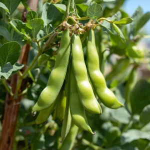 Fava Bean Seeds - 25 Hardy, High-Yield Legume Seeds for Gardens - Image 4
