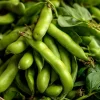 Fava Bean Seeds - 25 Hardy, High-Yield Legume Seeds for Gardens - Image 1