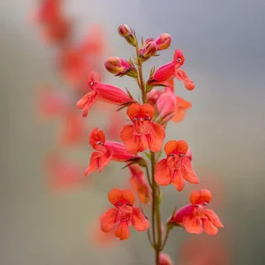 Firecracker Penstemon Seeds - 100 Count for Pollinator Gardens - Red Flowers - Image 2