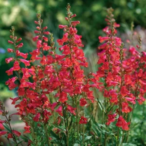 Firecracker Penstemon Seeds - 100 Count for Pollinator Gardens - Red Flowers - Image 3