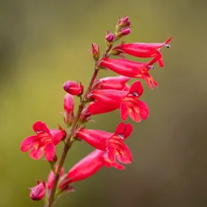 Firecracker Penstemon Seeds - 100 Count for Pollinator Gardens - Red Flowers - Image 4