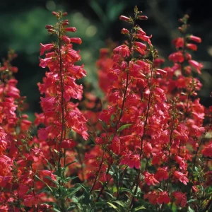 Firecracker Penstemon Seeds - 100 Count for Pollinator Gardens - Red Flowers - Image 5