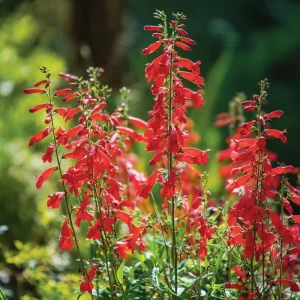 Firecracker Penstemon Seeds - 100 Count for Pollinator Gardens - Red Flowers - Image 1