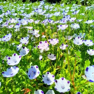 Five Spot Flower Seeds - Nemophila maculata - 80 Seeds - Purple Spotted Blooms - Image 2