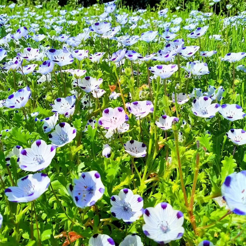 Five Spot Flower Seeds - Nemophila maculata - 80 Seeds - Purple Spotted Blooms - Image 2