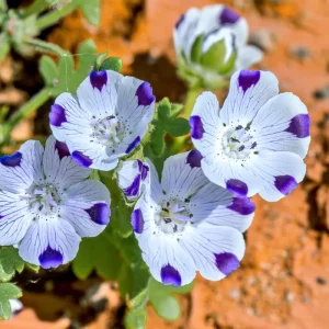 Five Spot Flower Seeds - Nemophila maculata - 80 Seeds - Purple Spotted Blooms - Image 3