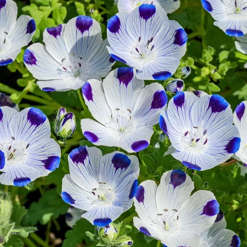 Five Spot Flower Seeds - Nemophila maculata - 80 Seeds - Purple Spotted Blooms - Image 1
