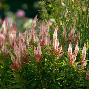 Flamingo Feather Celosia Seeds - Soft Pink Plume Flowers - 50 Seeds - Image 2