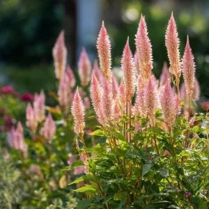 Flamingo Feather Celosia Seeds - Soft Pink Plume Flowers - 50 Seeds - Image 3