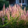 Flamingo Feather Celosia Seeds - Soft Pink Plume Flowers - 50 Seeds - Image 1