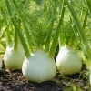 Florence Fennel Seeds - Heirloom Bulbing Finocchio, Aromatic Herb - 200 Seeds - Image 1