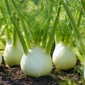 Florence Fennel Seeds - Heirloom Bulbing Finocchio, Aromatic Herb - 200 Seeds - Image 1