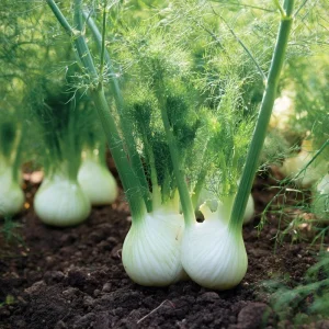 Florence Fennel Seeds - Heirloom Bulbing Finocchio, Aromatic Herb - 200 Seeds - Image 3