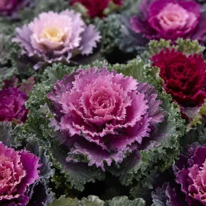 Flowering Kale Ornamental Cabbage Seeds Mix - 25 Seeds, Pink Red White, Cold-Hardy Decorative Garden - Image 2